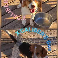 AKC Champion Bloodline pocket, a male Beagle for sale in Jamesville, NC – Photo 6 of 9