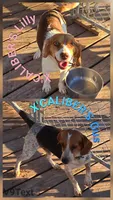 AKC Champion Bloodline pocket, a male Beagle for sale in Jamesville, NC – Photo 6 of 9