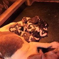 AKC Champion Bloodline pocket, a male Beagle for sale in Jamesville, NC – Photo 4 of 9