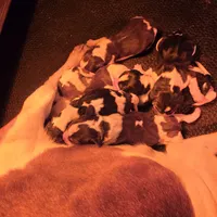 AKC Champion Bloodline pocket, a male Beagle for sale in Jamesville, NC – Photo 2 of 9