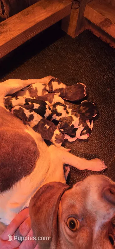 AKC Champion Bloodline pocket