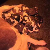 AKC Champion Bloodline pocket, a male Beagle for sale in Jamesville, NC – Photo 1 of 9