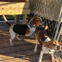 AKC Champion Bloodline pocket, a male Beagle for sale in Jamesville, NC – Photo 5 of 9