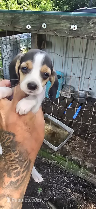 Pocket Female #1 – Beagle puppy for sale in Jamesville, NC