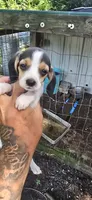 Pocket Female #1, a female Beagle for sale in Jamesville, NC – 1 of 9
