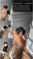 Female #3, a female Beagle for sale in Jamesville, NC – 2 of 9