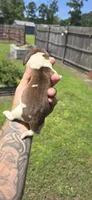 Ch. Show bloodline Pocket female #3, a female Beagle for sale in Jamesville, NC – 3 of 10
