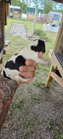 Ch. Bloodline pocket female #2, a female Beagle for sale in Jamesville, NC – Photo 5 of 10