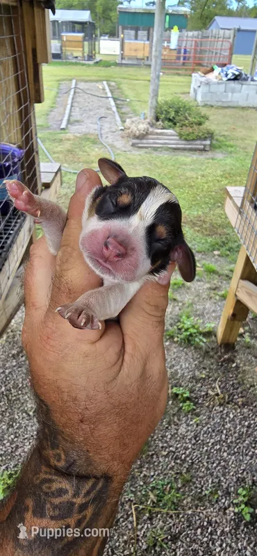 Ch. Bloodline pocket female #2, a female Beagle for sale in Jamesville, NC – Photo 1 of 10