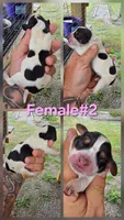 Ch. Bloodline pocket female #2, a female Beagle for sale in Jamesville, NC – Photo 10 of 10