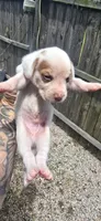 Litter 2 Ch. Bloodline Pocket beagle Male#2, a male Beagle for sale in Jamesville, NC – 6 of 10