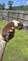 Ch. Show bloodline Pocket female #3, a female Beagle for sale in Jamesville, NC – 2 of 10