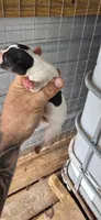 Female #1, a female Beagle for sale in Jamesville, NC – 5 of 8