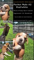 Litter 1 Ch. Bloodline Pocket beagle Male#2, a male Beagle for sale in Jamesville, NC – 10 of 10