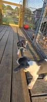 Blue Female pocket , a female Beagle for sale in Jamesville, NC – 6 of 9