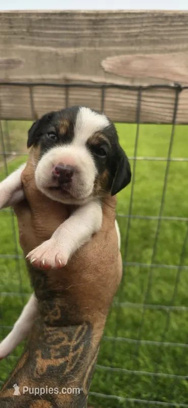 Standard Litter two Male #3 – Beagle puppy for sale in Jamesville, NC