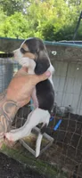 Pocket Female #1, a female Beagle for sale in Jamesville, NC – 2 of 9