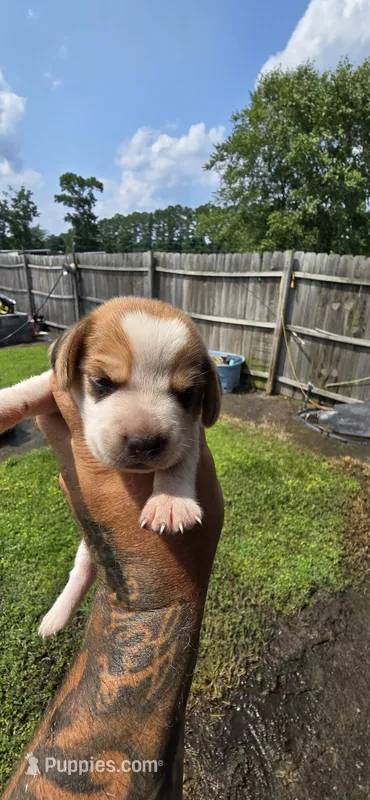 Litter 1 Pocket Male#2 – Beagle puppy for sale in Jamesville, NC