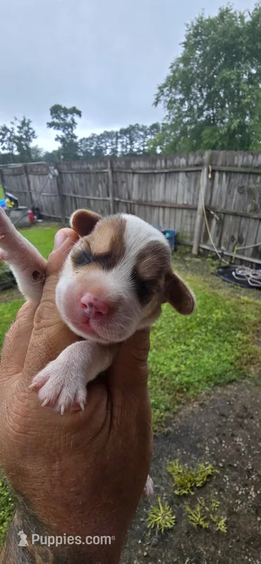 Litter 1 Pocket Male#1 – Beagle puppy for sale in Jamesville, NC