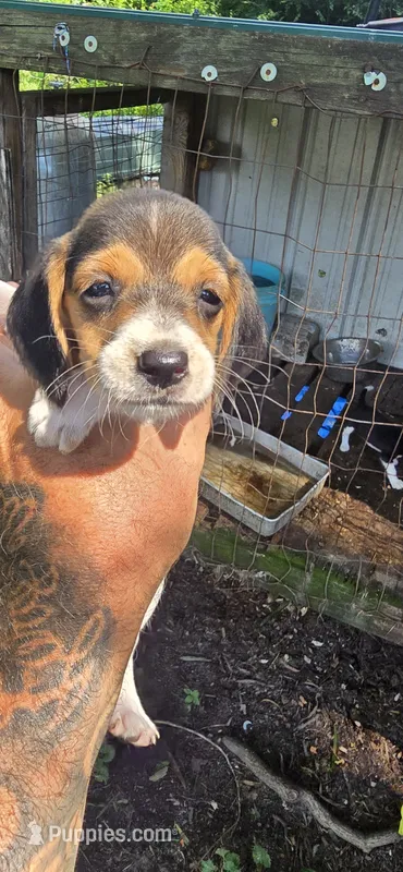 Female #2  – Beagle puppy for sale in Jamesville, NC