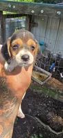 Female #2 , a female Beagle for sale in Jamesville, NC – 1 of 8