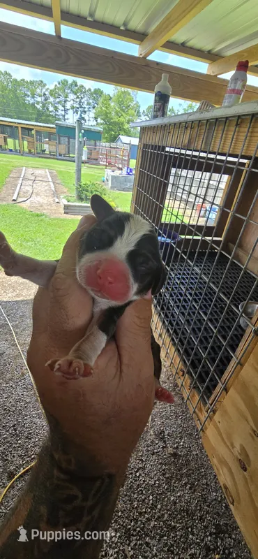 Pocket Male#3 – Beagle puppy for sale in Jamesville, NC
