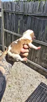 Litter 2 Pocket Male#1, a male Beagle for sale in Jamesville, NC – 5 of 9