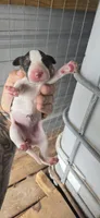 Female #2, a female Beagle for sale in Jamesville, NC – 9 of 9
