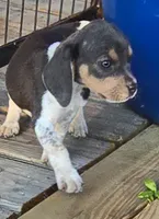 Blue Female pocket , a female Beagle for sale in Jamesville, NC – 9 of 9