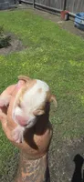 Ch. Show bloodline Pocket female #4, a female Beagle for sale in Jamesville, NC – 9 of 10