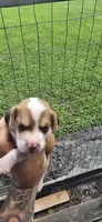 Litter 1 Ch. Bloodline Pocket beagle Male#1, a male Beagle for sale in Jamesville, NC – 8 of 10
