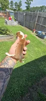 Litter 1 Pocket Male#1, a male Beagle for sale in Jamesville, NC – 2 of 9
