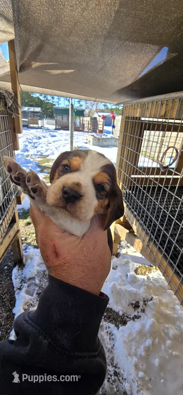 Ch. Bloodline pocket Male #5