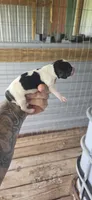 Litter two Male #2, a male Beagle for sale in Jamesville, NC – 7 of 8