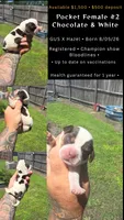 Ch. Show bloodline Pocket female #2, a female Beagle for sale in Jamesville, NC – 10 of 10