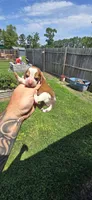 Litter 1 Pocket Male#2, a male Beagle for sale in Jamesville, NC – 2 of 9