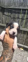 Litter two Ch. Bloodline Pocket beagle Male #5, a male Beagle for sale in Jamesville, NC – 8 of 10