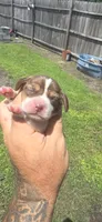 Ch. Show bloodline Pocket female #3, a female Beagle for sale in Jamesville, NC – 6 of 10