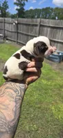 Ch. Show bloodline Pocket female #2, a female Beagle for sale in Jamesville, NC – 4 of 10