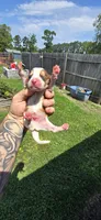 Litter 1 Pocket Male#2, a male Beagle for sale in Jamesville, NC – 6 of 9