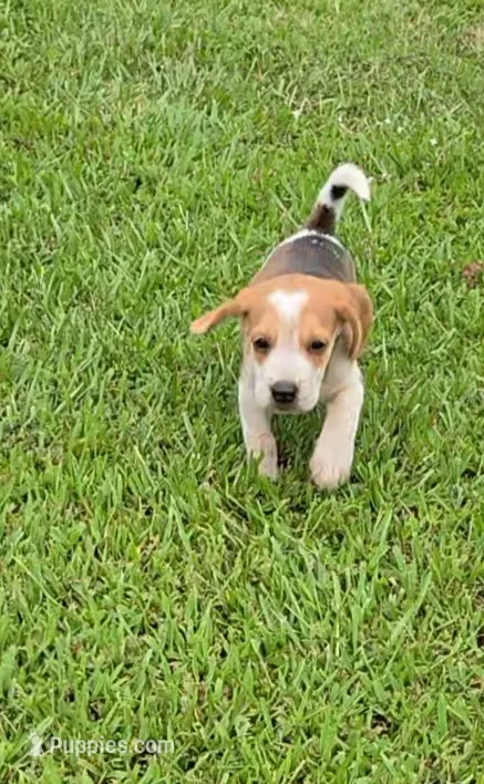 Litter 1 Ch. Bloodline Pocket beagle Male#2 – Beagle puppy for sale in Jamesville, NC