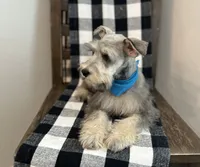 Blue boy, a male Miniature Schnauzer for sale in Hesperia, CA – 2 of 4