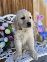 Pink collar, a female Golden Retriever for sale in Hesperia, CA – Photo 5 of 6