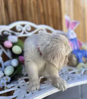 Pink collar, a female Golden Retriever for sale in Hesperia, CA – Photo 2 of 6