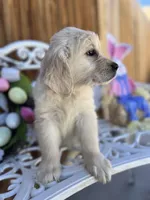 Pink collar, a female Golden Retriever for sale in Hesperia, CA – Photo 4 of 6