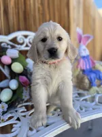 Pink collar, a female Golden Retriever for sale in Hesperia, CA – Photo 6 of 6