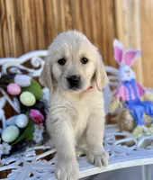 Pink collar, a female Golden Retriever for sale in Hesperia, CA – Photo 1 of 6