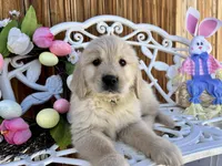 Green collar, a male Golden Retriever for sale in Hesperia, CA – Photo 1 of 7