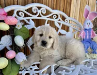 Green collar, a male Golden Retriever for sale in Hesperia, CA – Photo 4 of 7