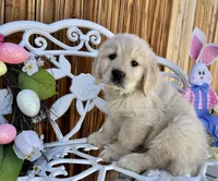 Green collar, a male Golden Retriever for sale in Hesperia, CA – Photo 3 of 7